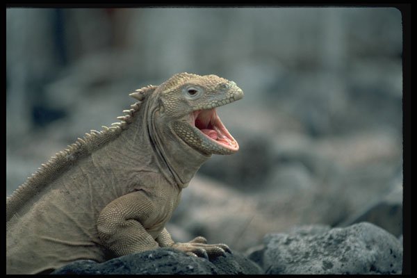 718082 Iguana, Galapagos Islands A4 Photo Print