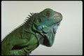 718083 Iguana A4 Photo Print