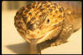 718084 Shingle back Skink A4 Photo Print