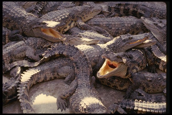 718085 Crocodile Farm A4 Photo Print