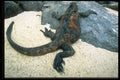 718086 Water 'Iguana' Lizard, Galapagos Islands A4 Photo Print