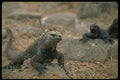 718087 Iguana, Galapagos Islands A4 Photo Print