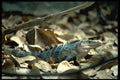 718088 Blue Iguana, Puerto Quepos, Costa Rica A4 Photo Print