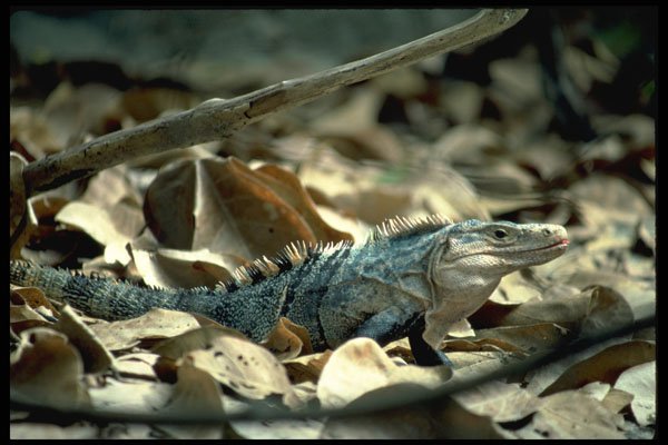 718088 Blue Iguana, Puerto Quepos, Costa Rica A4 Photo Print