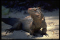 718089 Iguana, Bahamas A4 Photo Print