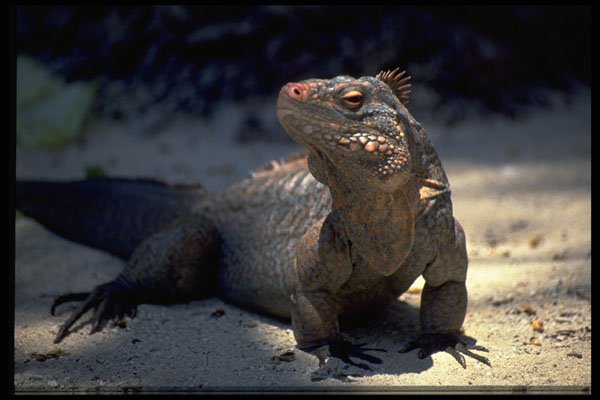 718089 Iguana, Bahamas A4 Photo Print