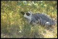 718090 Iguana With Sunglasses, Cayo Iguana, Cuba A4 Photo Print