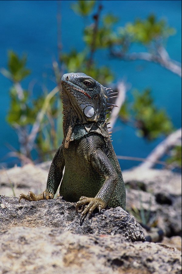 718091 The Caribbean Iguana Is Frequently Hunted For Food A4 Photo Print