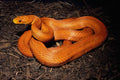 718092 This Everglades Rat Snake Is Ready To Strike A4 Photo Print