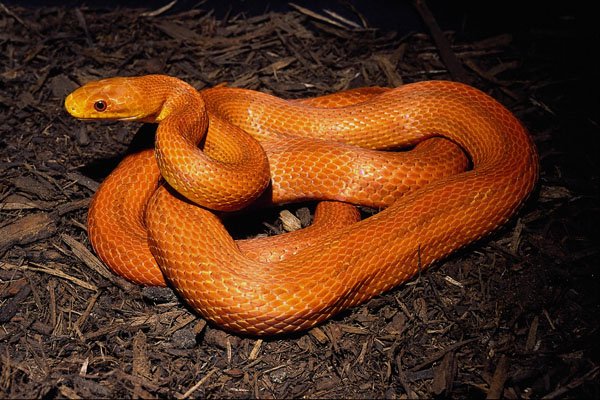718092 This Everglades Rat Snake Is Ready To Strike A4 Photo Print