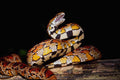 718093 Corn Snake In Aggressive Posture A4 Photo Print