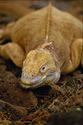 718094 Smiling Land Iguana, Galapagos Islands A4 Photo Print