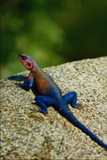 718095 Basking Male, Agama Lizard, Serengetti, Tanzania A4 Photo Print