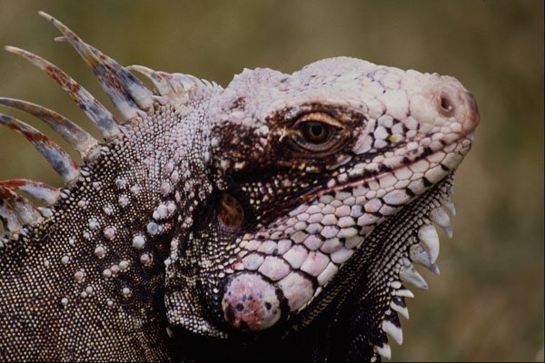 718096 Iguana, Venezuela A4 Photo Print