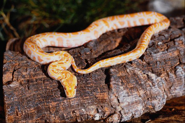 718097 Baby Albino Burmese Python A4 Photo Print
