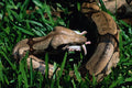 718098 Boa Constrictor Having Lunch, Rio Grande Do Sul, Brazil A4 Photo Print