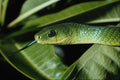 718099 East African Bush Snake, Philothamnus Sp., Nairobi, Kenya A4 Photo Print