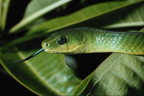 718099 East African Bush Snake, Philothamnus Sp., Nairobi, Kenya A4 Photo Print