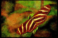 720000 Zebra Butterfly, Costa Rica A4 Limited Edition Watercolour Print