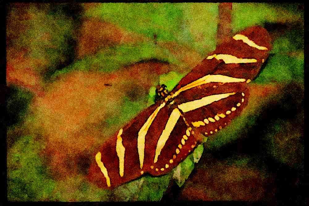 720000 Zebra Butterfly, Costa Rica A4 Limited Edition Watercolour Print