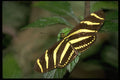 720000 Zebra Butterfly, Costa Rica A4 Photo Print