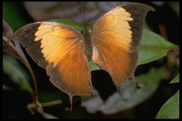 720001 Costa Rican Butterfly A4 Photo Print