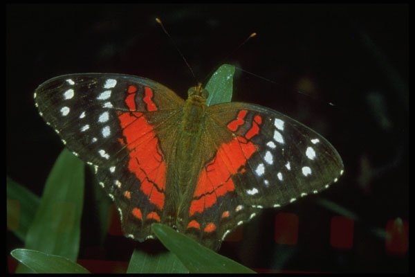720002 Coolie Butterfly, Anartia Amathea, South America A4 Photo Print