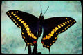 720003 Black Swallowtail Butterfly A4 Limited Edition Watercolour Print