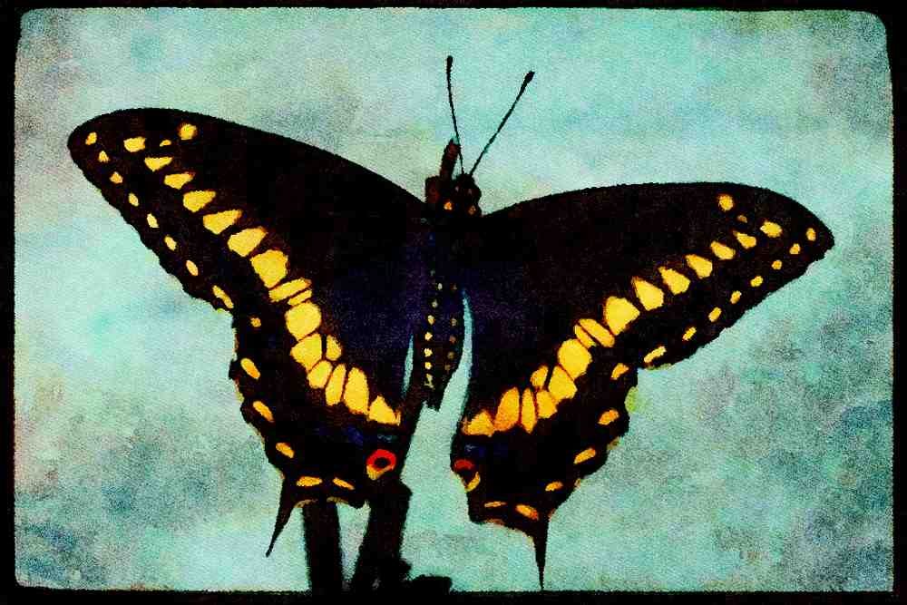 720003 Black Swallowtail Butterfly A4 Limited Edition Watercolour Print