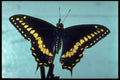 720003 Black Swallowtail Butterfly A4 Photo Print