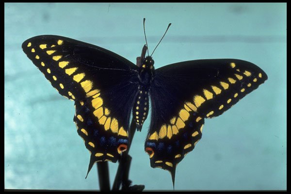 720003 Black Swallowtail Butterfly A4 Photo Print
