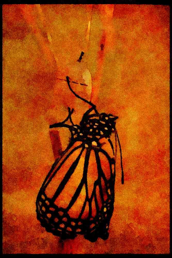 720004 Emerging Monarch Butterfly A4 Limited Edition Watercolour Print