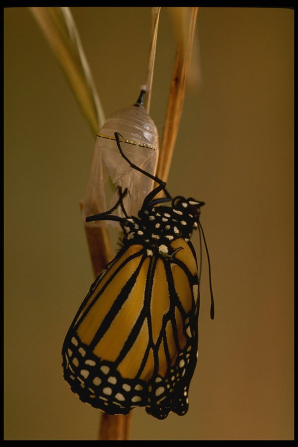 720004 Emerging Monarch Butterfly A4 Photo Print