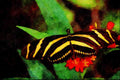 720005 Zebra Butterfly, Heliconius Charitonius A4 Limited Edition Watercolour Print