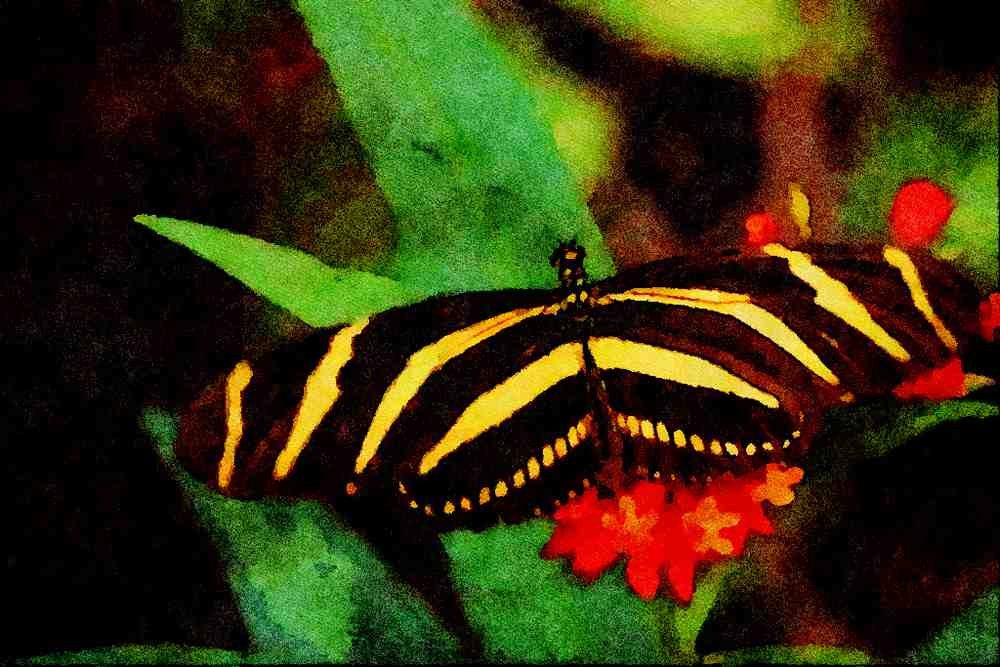720005 Zebra Butterfly, Heliconius Charitonius A4 Limited Edition Watercolour Print