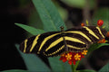 720005 Zebra Butterfly, Heliconius Charitonius A4 Photo Print