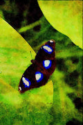 720006 Tropical Butterfly A4 Limited Edition Watercolour Print