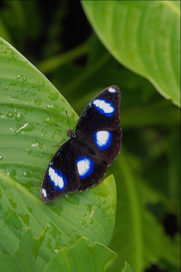 720006 Tropical Butterfly A4 Photo Print