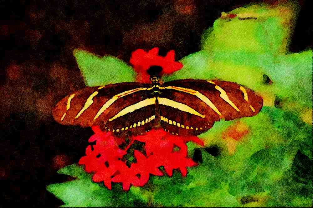720007 Zebra Butterfly, Heliconius Charitonius A4 Limited Edition Watercolour Print