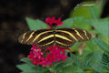 720007 Zebra Butterfly, Heliconius Charitonius A4 Photo Print