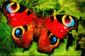 720009 Peacock Butterfly A4 Limited Edition Watercolour Print