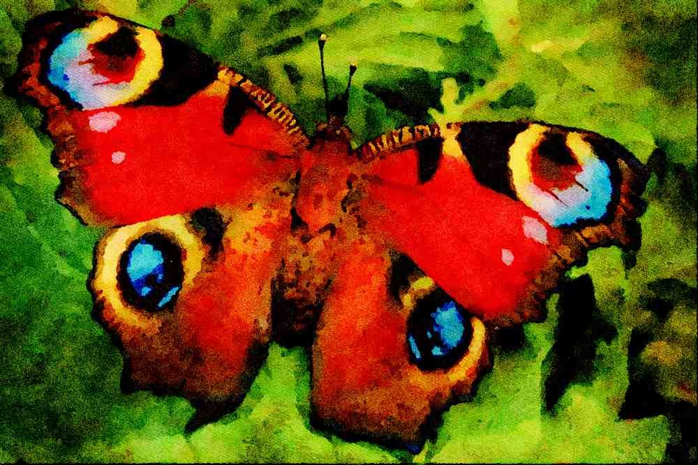 720009 Peacock Butterfly A4 Limited Edition Watercolour Print