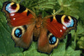 720009 Peacock Butterfly A4 Photo Print