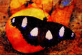 720010 Male Diadem On Fruit, Hypolimnas Misippus A4 Limited Edition Watercolour Print