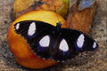 720010 Male Diadem On Fruit, Hypolimnas Misippus A4 Photo Print