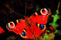 720011 Peacock, Inachis Io, Dyfed, U.K. A4 Limited Edition Watercolour Print