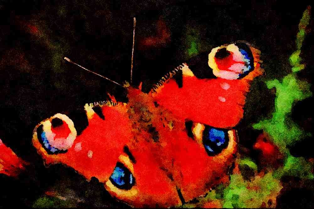 720011 Peacock, Inachis Io, Dyfed, U.K. A4 Limited Edition Watercolour Print