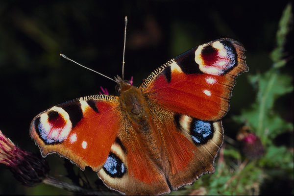 720011 Peacock, Inachis Io, Dyfed, U.K. A4 Photo Print