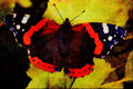 720012 Red Admiral, Vanessa Atalanta, Cowbridge, U.K. A4 Limited Edition Watercolour Print
