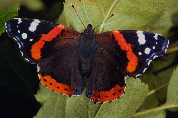 720012 Red Admiral, Vanessa Atalanta, Cowbridge, U.K. A4 Photo Print
